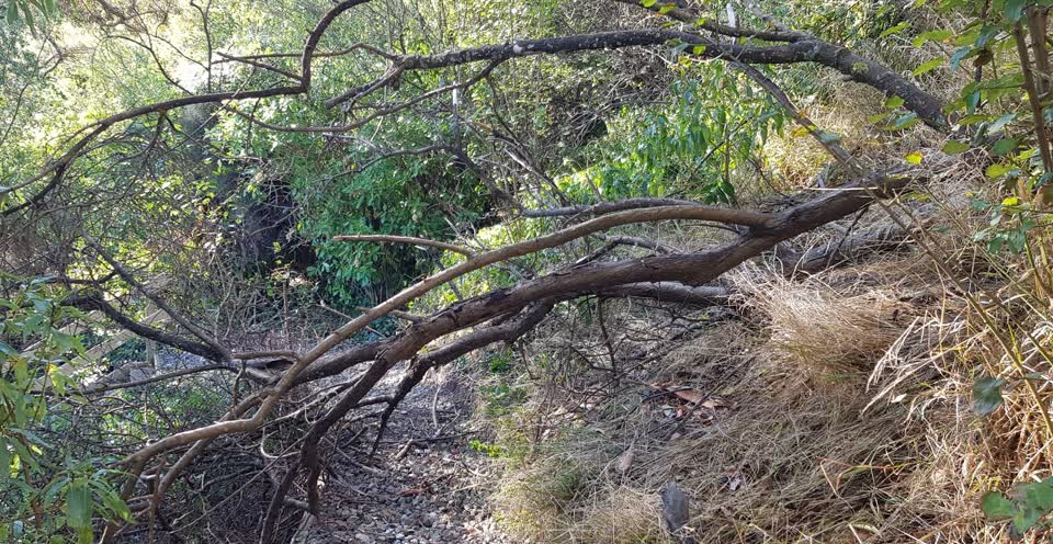 The photograph attached to this parks report