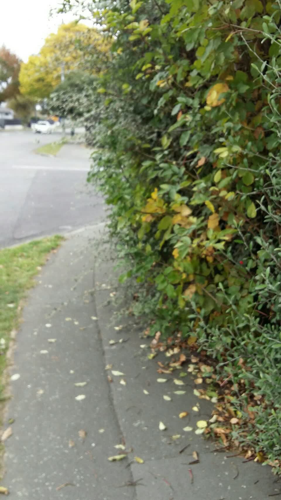The photograph attached to this roading/streets report