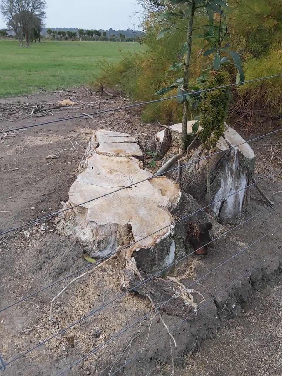 The photograph attached to this parks report