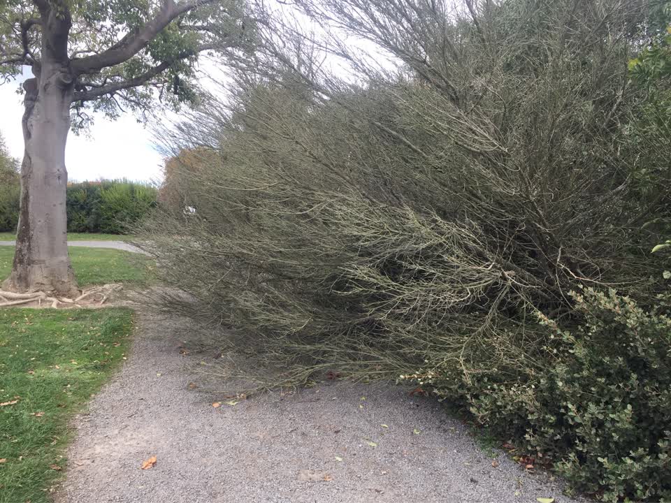 The photograph attached to this parks report