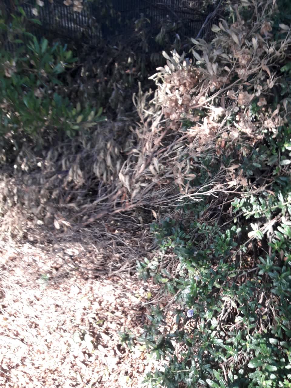 The photograph attached to this parks report