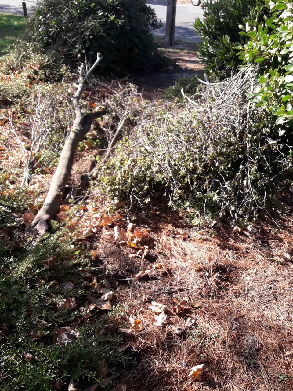 The photograph attached to this parks report