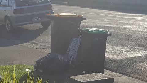 Rubbish/Recycling, a report photo