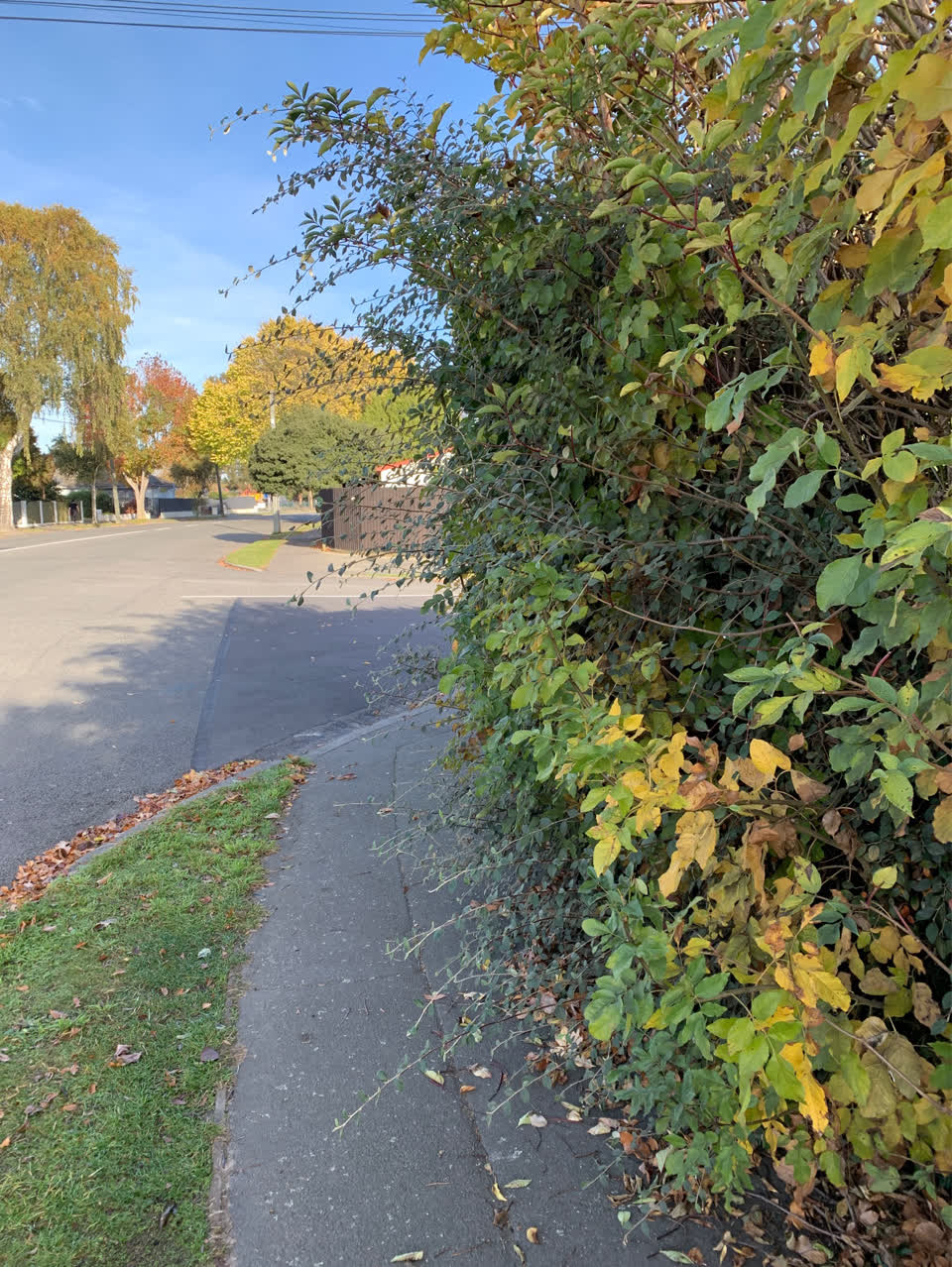 The photograph attached to this parks report