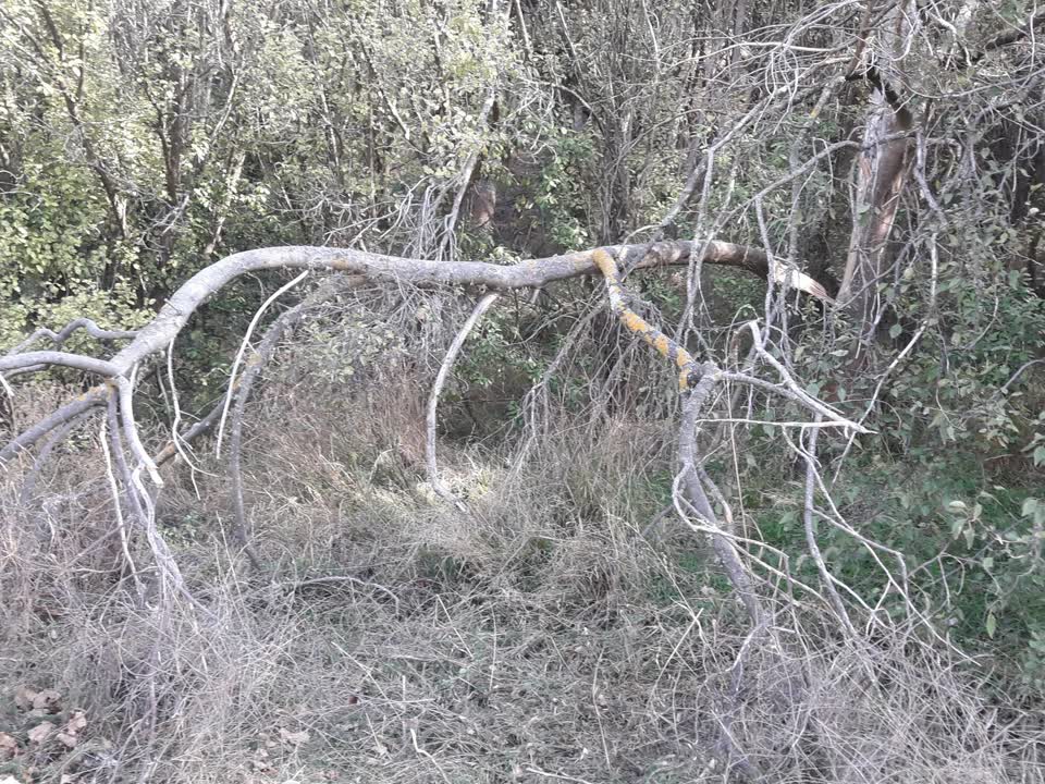 The photograph attached to this parks report