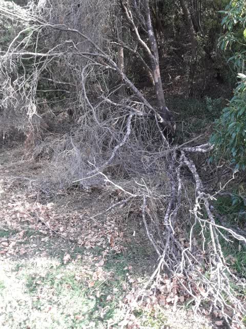 Parks — a report photo