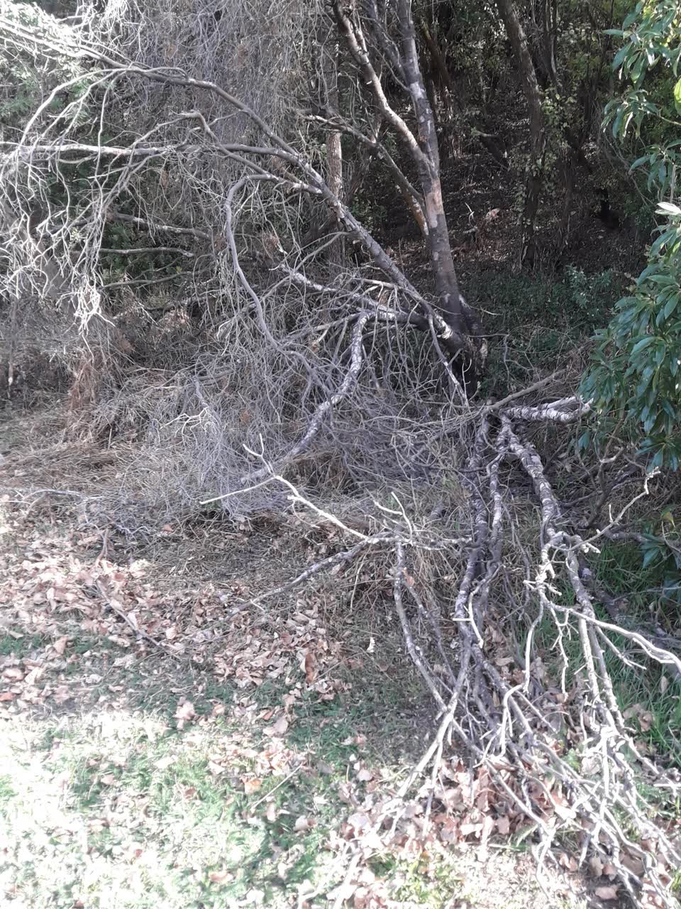 The photograph attached to this parks report