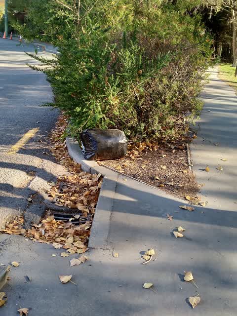 Rubbish/Recycling, a report photo