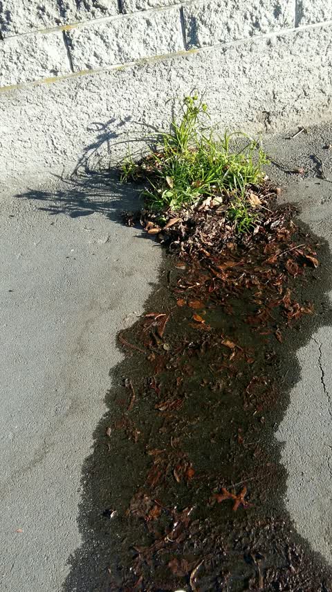 Water Supply, a report photo
