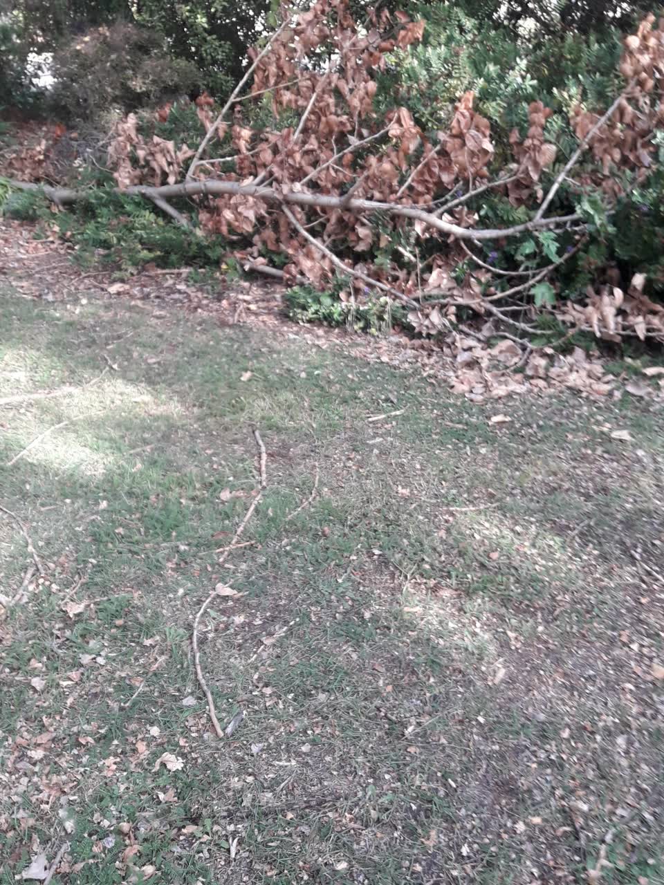 The photograph attached to this parks report
