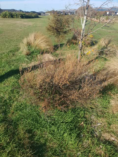 Parks, a report photo