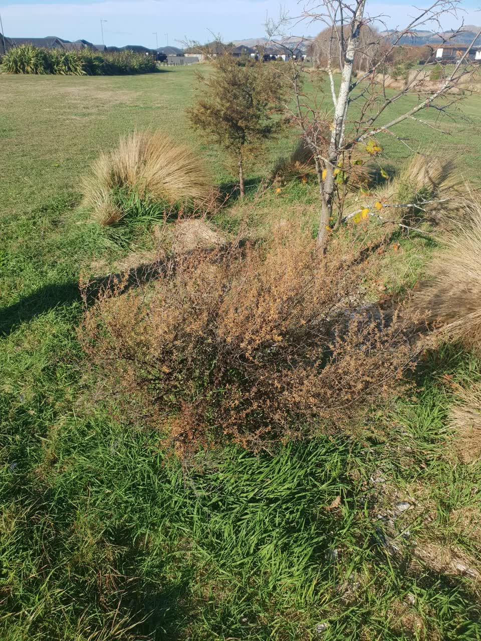 The photograph attached to this parks report