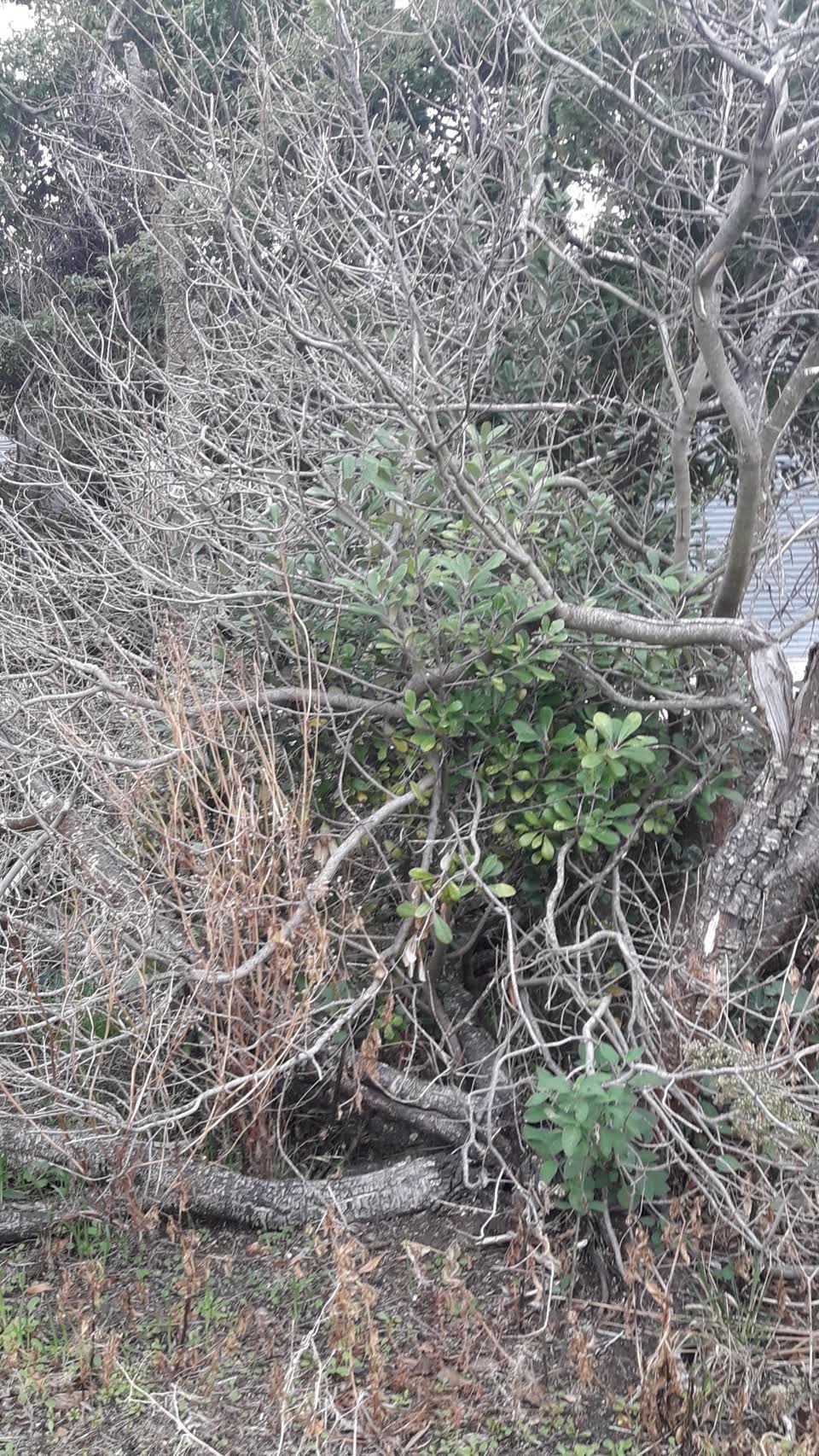 The photograph attached to this parks report