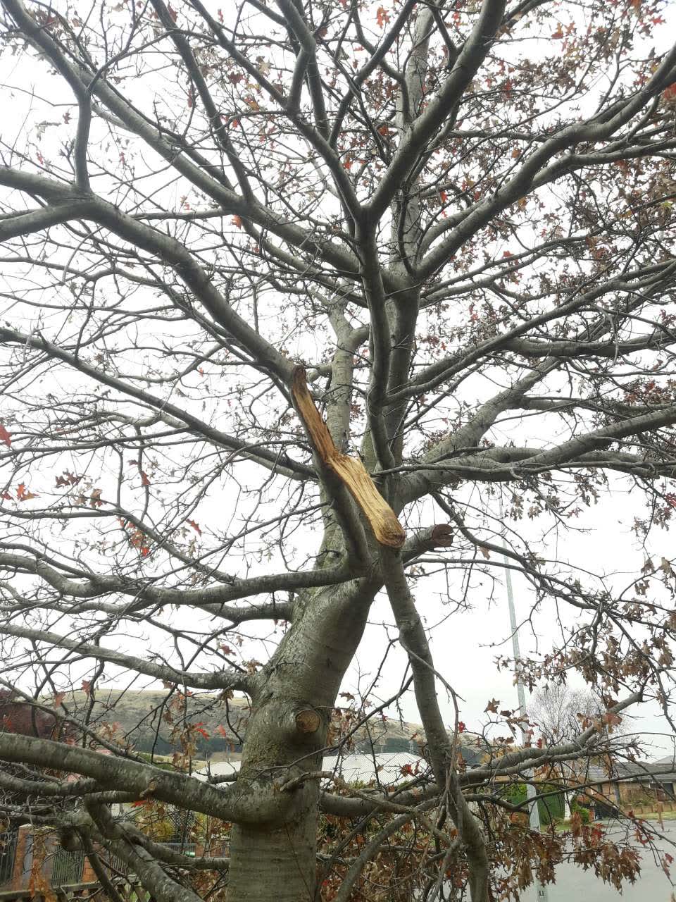 The photograph attached to this parks report
