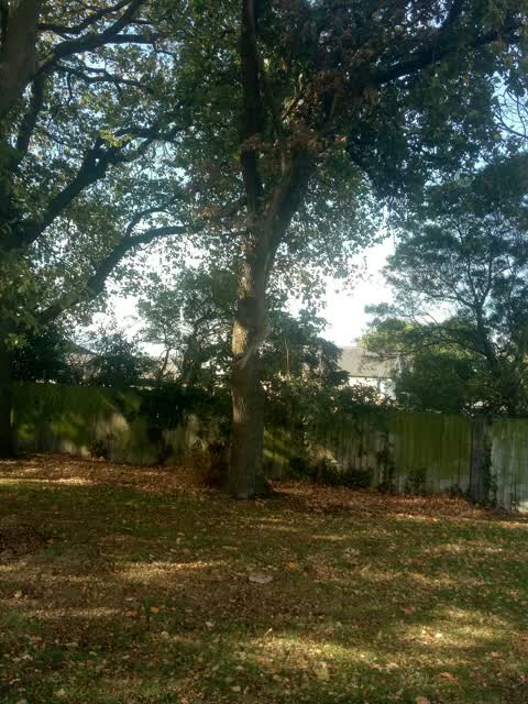Parks — a report photo