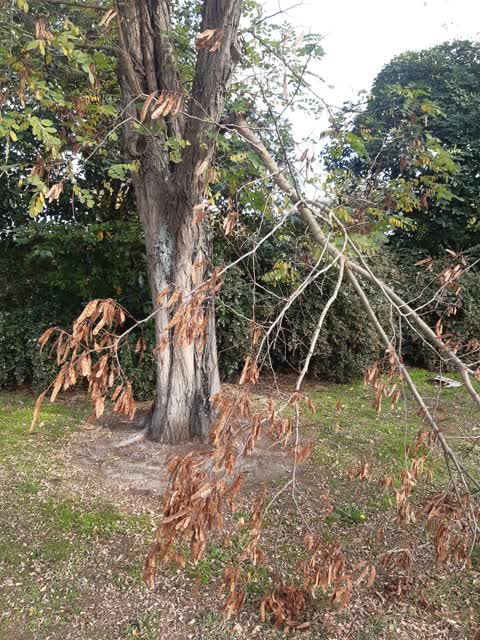 Parks, a report photo