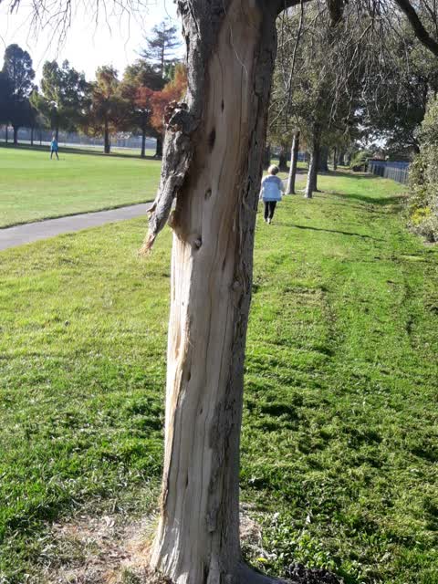 Parks, a report photo