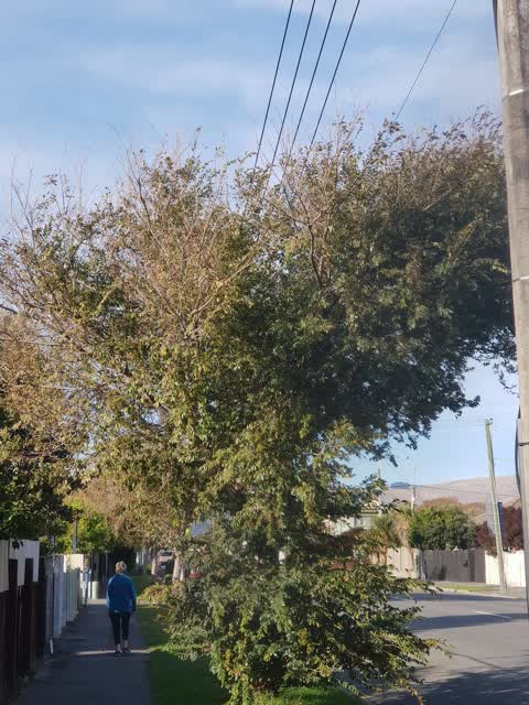 Roading/Streets, a report photo