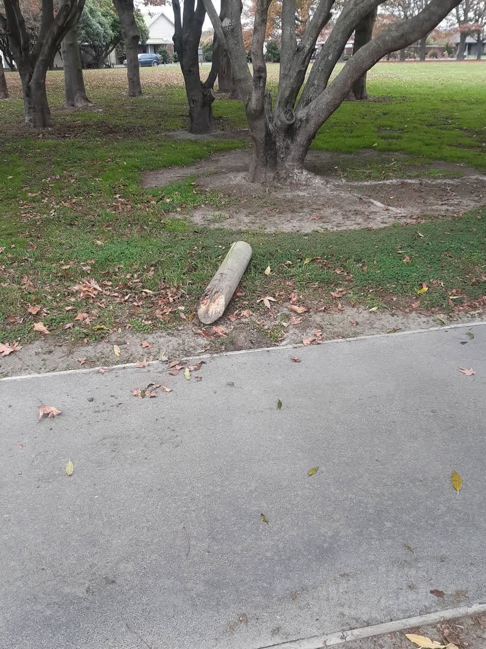The photograph attached to this parks report