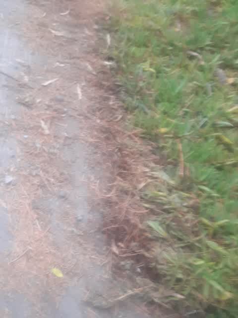 Parks, a report photo