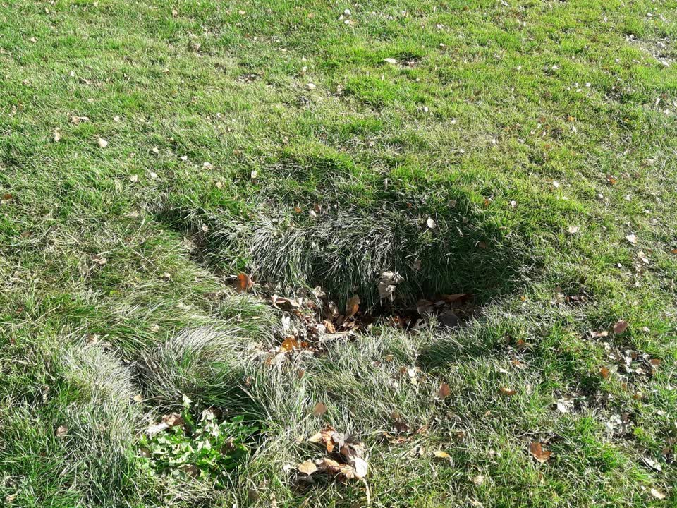 The photograph attached to this parks report