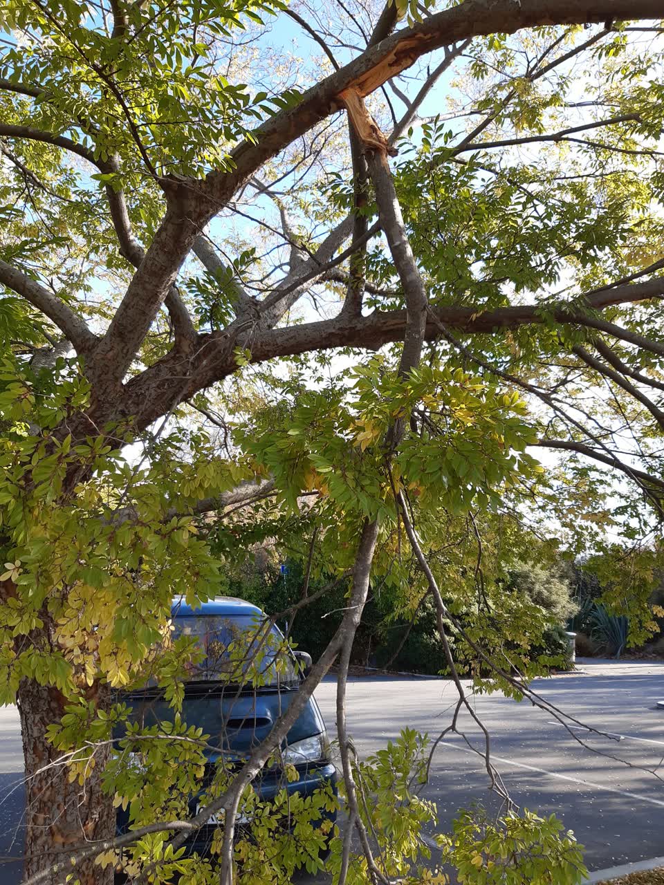 The photograph attached to this parks report