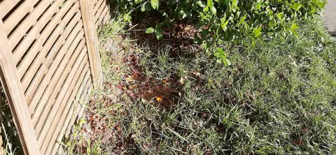 Water Supply, a report photo