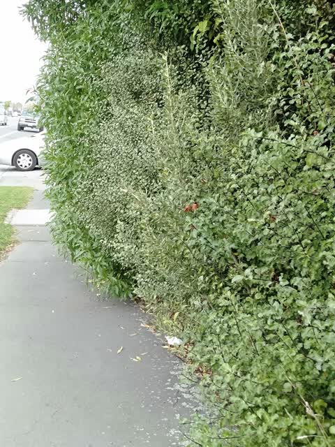 Roading/Streets, a report photo