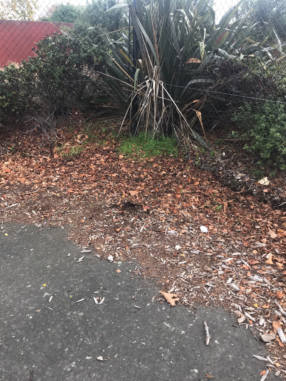 The photograph attached to this parks report