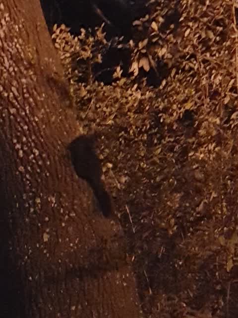Parks, a report photo