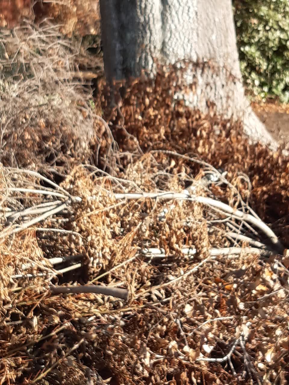 The photograph attached to this parks report