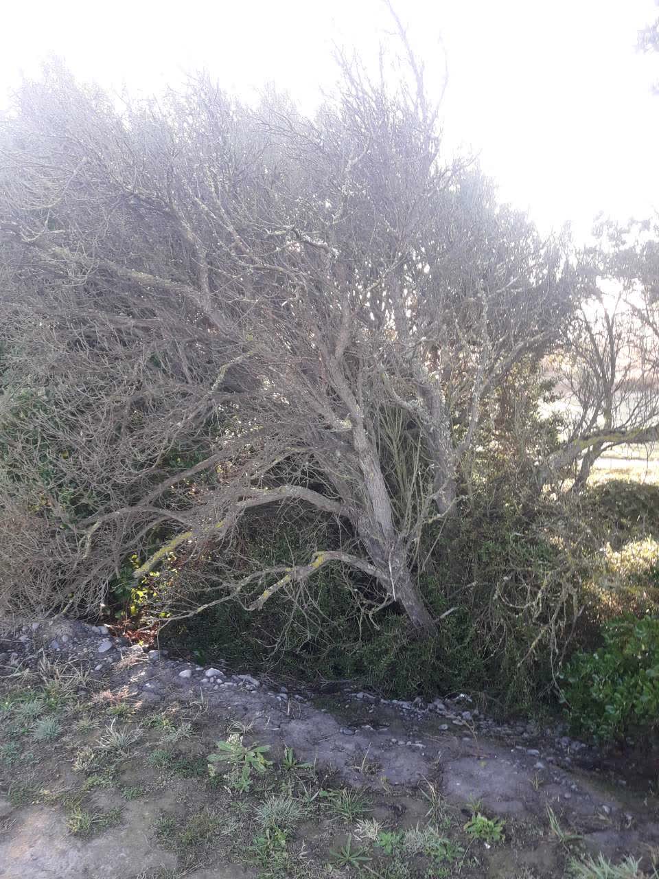 The photograph attached to this parks report