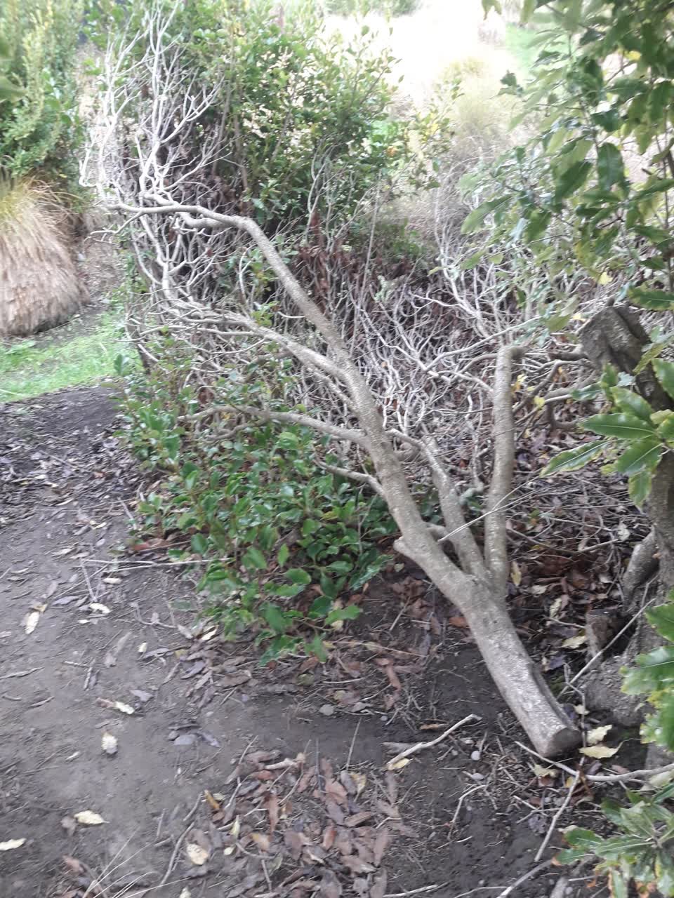 The photograph attached to this parks report