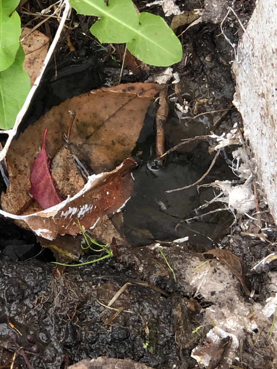 The photograph attached to this water supply report