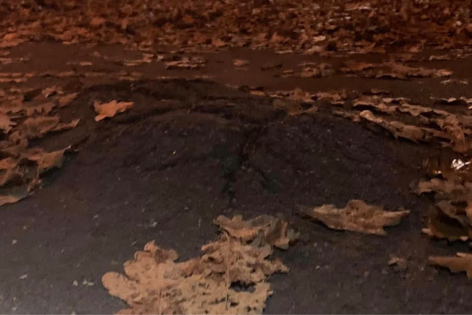 The photograph attached to this parks report
