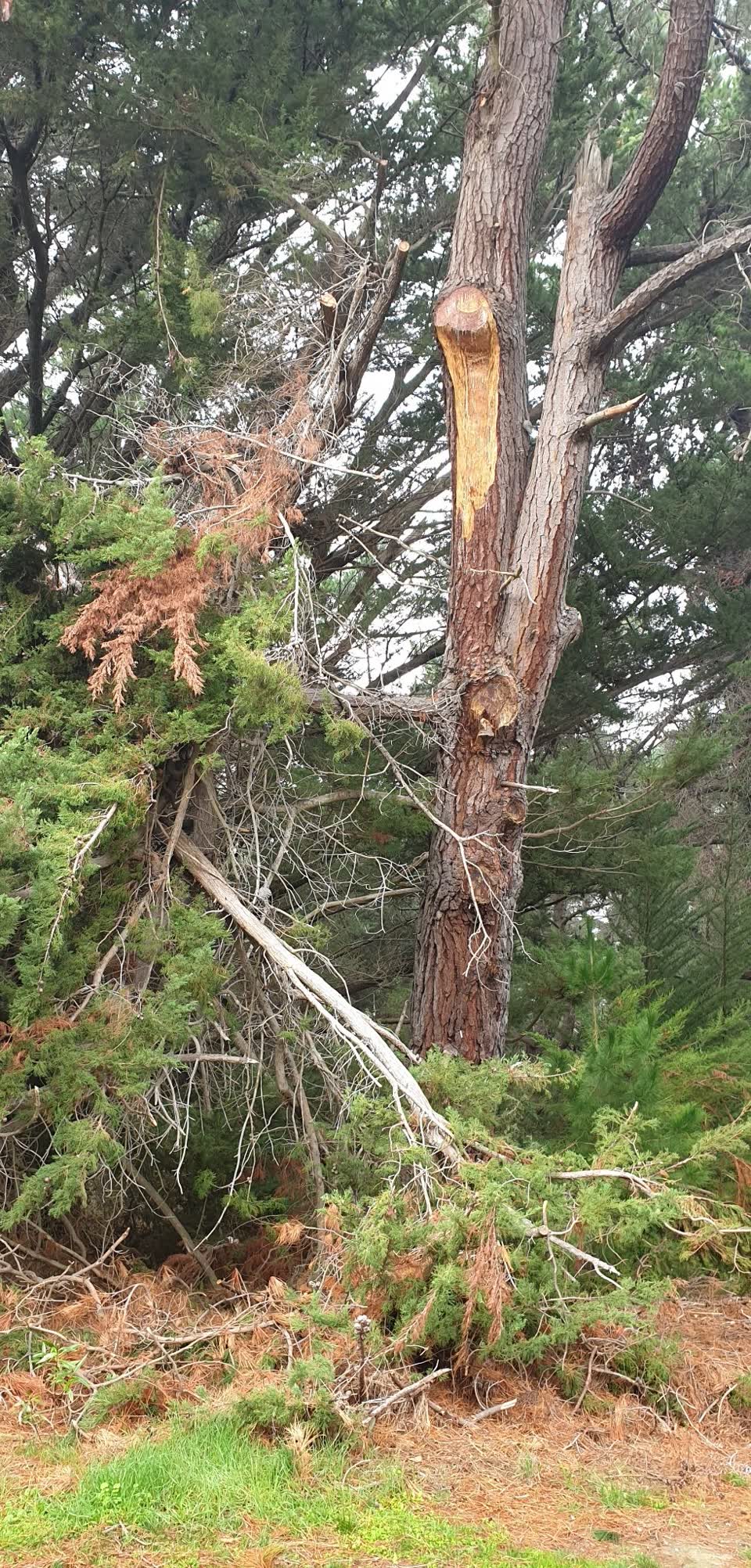 The photograph attached to this parks report