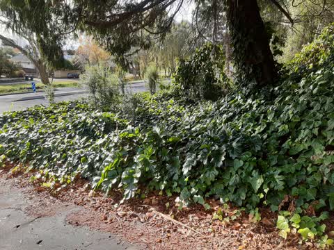 Parks, a report photo