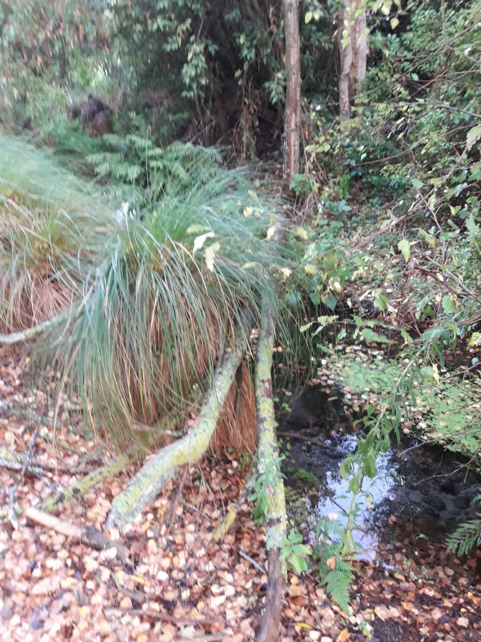 The photograph attached to this parks report