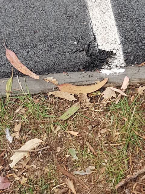 Roading/Streets — a report photo