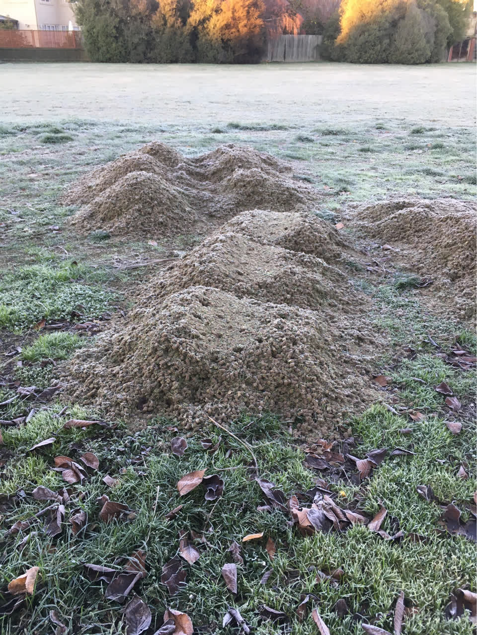 The photograph attached to this parks report