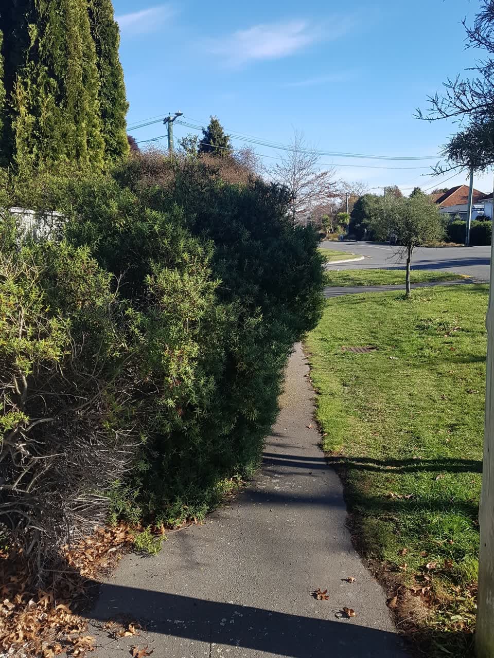 The photograph attached to this parks report