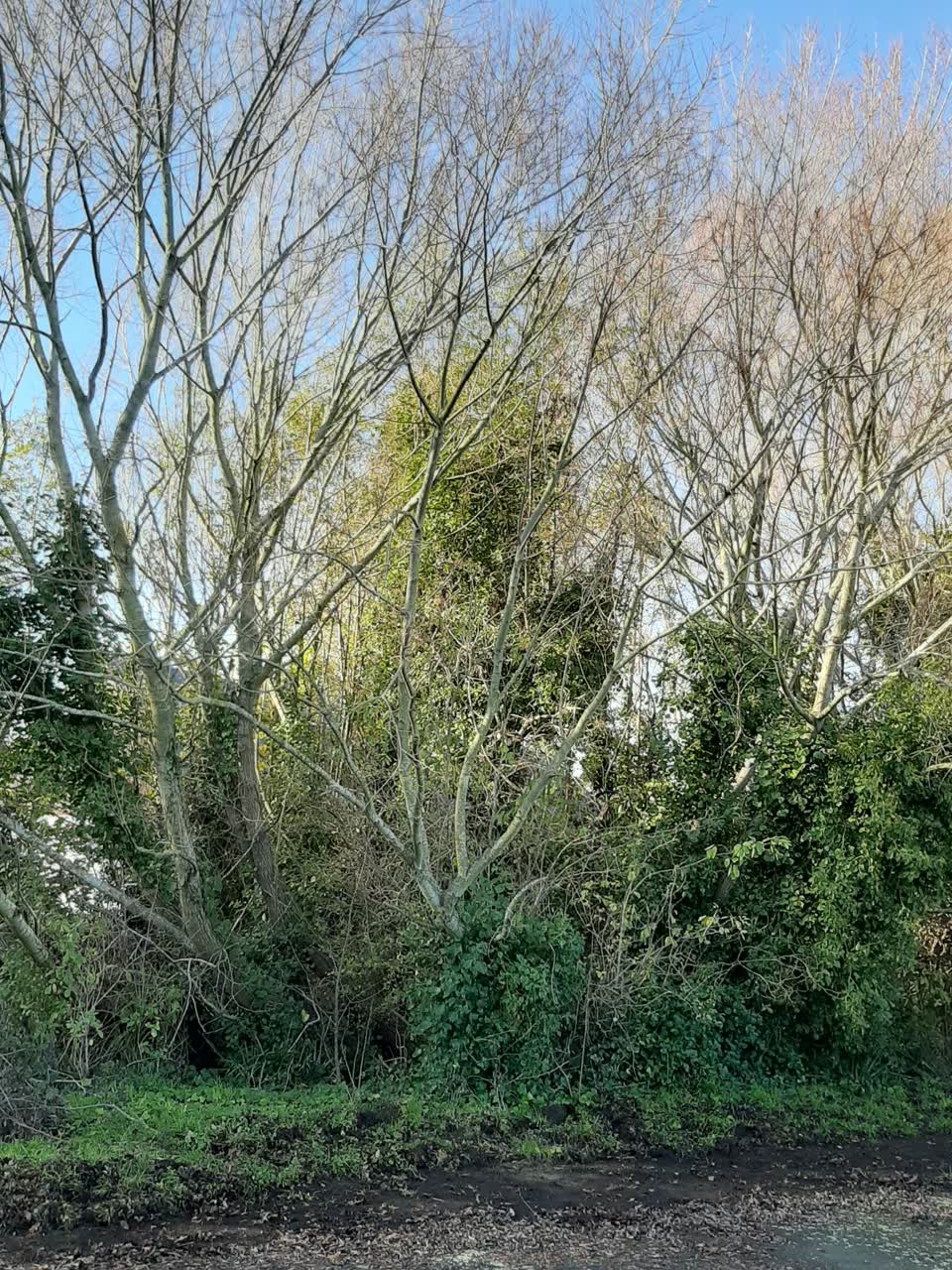 The photograph attached to this parks report