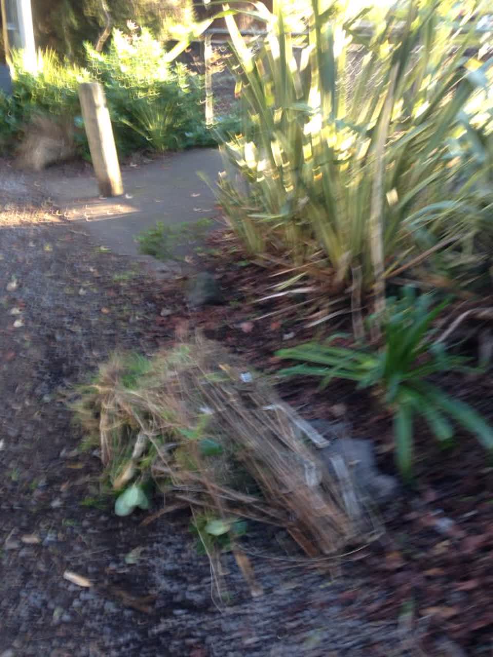 The photograph attached to this parks report