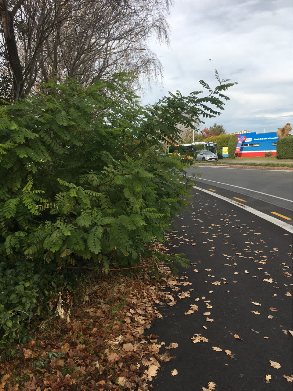 The photograph attached to this parks report