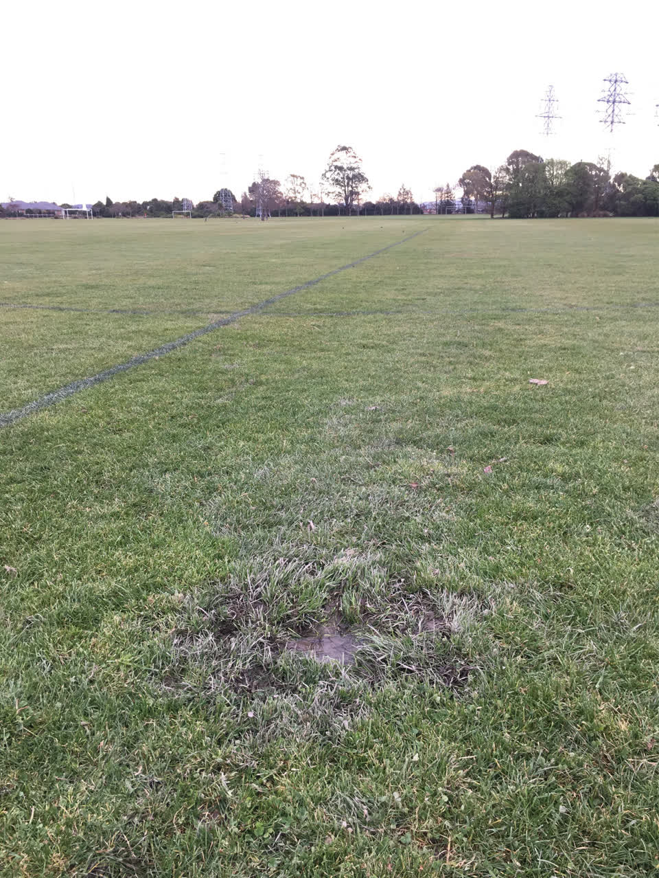 The photograph attached to this parks report