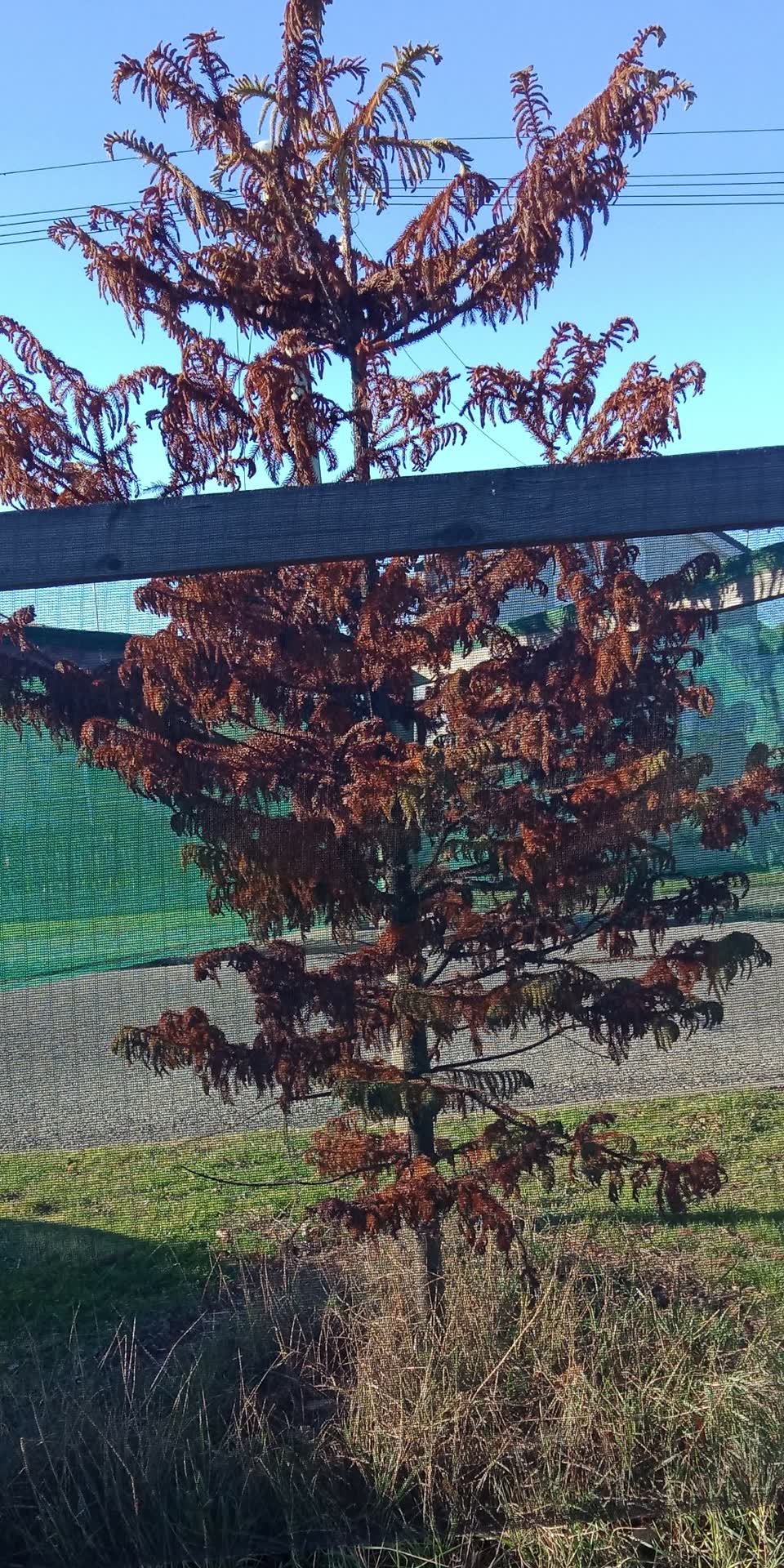 The photograph attached to this parks report