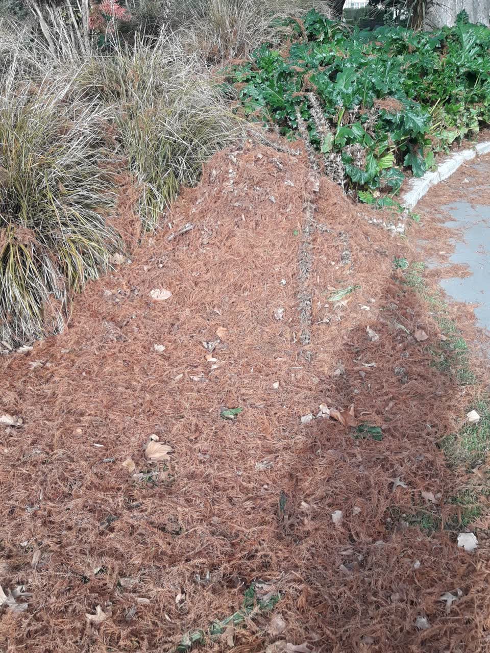 The photograph attached to this parks report