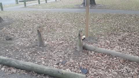 Parks, a report photo