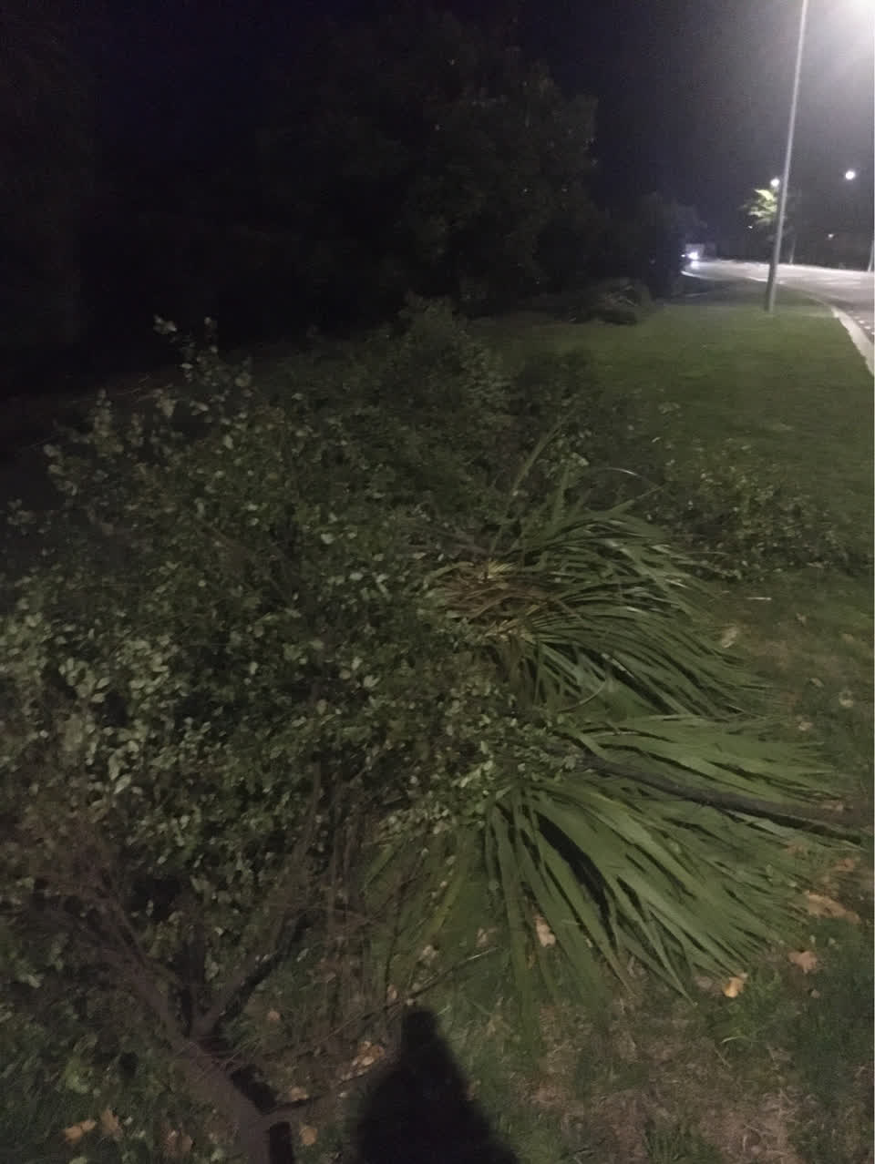The photograph attached to this parks report