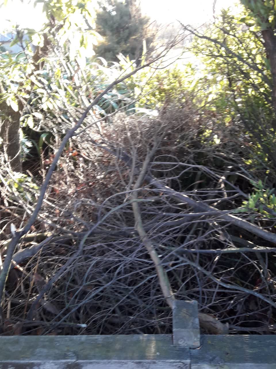 The photograph attached to this parks report